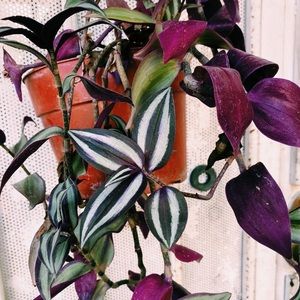 6 Wandering Jew Cuttings
